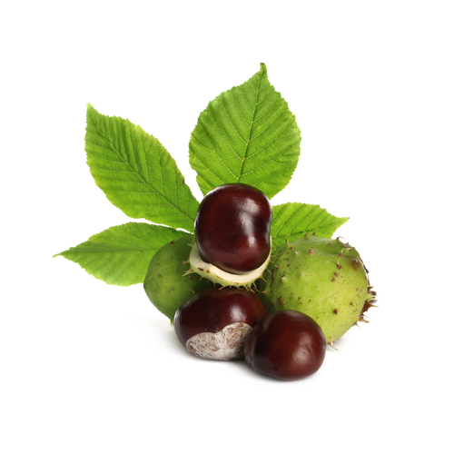 Vadgesztenye